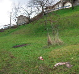 Tracce della presenza del lupo